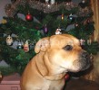 perro dogo mallorquin, cadebou, ca de bou -   ,   ?! :)))) 29-12-2006