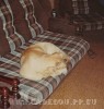 perro dogo mallorquin, cadebou, ca de bou -  ,  2006