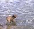 perro dogo mallorquin, ca de bou, cadebou -   ,     (1  2 , 15  2001)