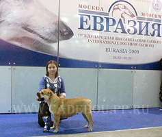 ca de bou Kollekciya Zolotoy Lisi Ezhevika - Champion of Eurasia 2009