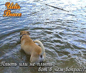 ca de bou, cadebou, perro dogo mallorquin. ca de bou uilis - To float or to not float - here in what a question!?