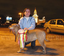 ca de bou, cadebou, perro dogo mallorquin. Cadebou Gaviota - Junior Champion of Russia