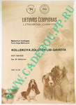 Ca de bou Kollekciya Zolotoy Lisi Gaviota - Champion of Lithuania