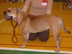 ca de bou, cadebou, perro dogo mallorquin. ca-de-bou gaviota on dogshow 26-11-2006