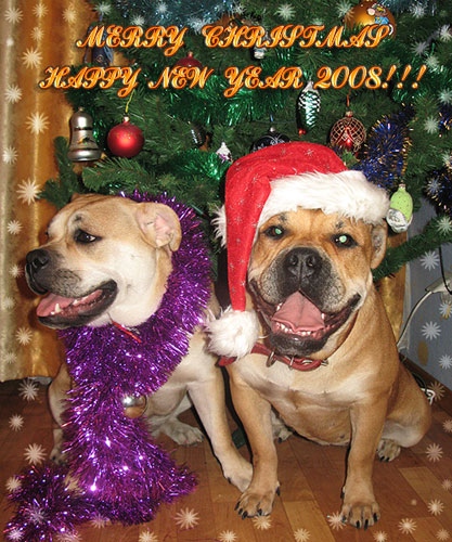ca de bou, cadebou, perro dogo mallorquin. Happy New Year from Ca de bou