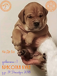 Щенки Ка де бо