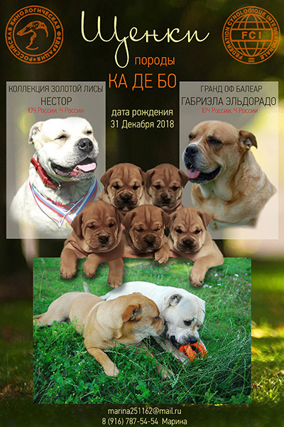 Щенки Ка де бо