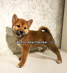 Щенки Сиба