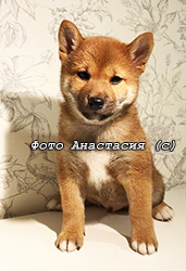 Щенки Сиба