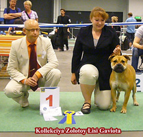 ca de bou, cadebou, perro dogo mallorquin.  Kollekciya  Zolotoy Lisi Gaviota - WORLD WINNER-2008 and Champion of Sweden!