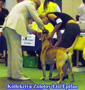 ca de bou, cadebou, perro dogo mallorquin. Kollekciya Zolotoy Lisi Epifan - Junior World Winner-2008!
