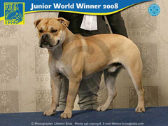 ca de bou, cadebou Kollekciya Zolotoy Lisi Epifan - Junior World Winner-2008