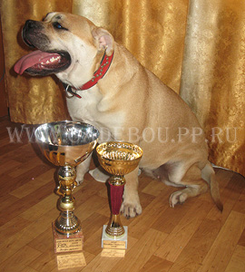 ca de bou, cadebou, perro dogo mallorquin.  Kollekciya  Zolotoy Lisi Ezhevika - Champion of Hungary, Champion of Hugary Club and EUROPEAN WINNER-2008!!!