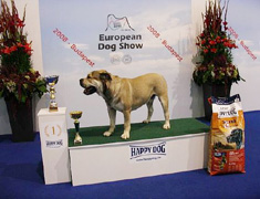 ca de bou, cadebou, perro dogo mallorquin.  Odysseus R.J.Osanna - European Winner-2008, Champion of  Hungary!