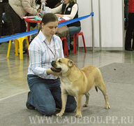 ca de bou, cadebou, perro dogo mallorquin. CA DE BOU Ezhevika Junior Champion of Russia 23-02-2008