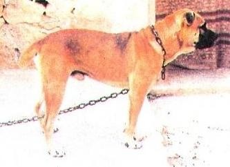 ,   ,    - Conan 

: http://noscanecorso.chez-alice.fr/photos/spconan.jpg