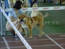 кадебо, ка де бо, перро дого майоркин - Kollekciya Zolotoy Lisi Atlasniy Dzhoker, 2005 кадебо, ка де бо, перро дого майоркин - Kollekciya Zolotoy Lisi Atlasniy Dzhoker, 2005