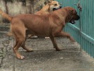 perro dogo mallorquin, ca de bou, cadebou - Luna and Mauro. The owner is Otto Brito, Puerto-Rico, photo sent by owner perro dogo mallorquin, ca de bou, cadebou - Luna and Mauro. The owner is Otto Brito, Puerto-Rico, photo sent by owner