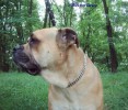 ка де бо, кадебо, перро дого майоркин - PUMA von Zirpen (родился во Франции), Питомник Mea Praetoria, Польша. Прислано владельцем ка де бо, кадебо, перро дого майоркин - PUMA von Zirpen (родился во Франции), Питомник Mea Praetoria, Польша. Прислано владельцем