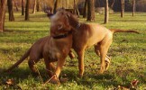 ка де бо, кадебо, перро дого майоркин - Сезар с сестрой Corrida. Питомник Mea Praetoria, Польша. Прислано владельцем ка де бо, кадебо, перро дого майоркин - Сезар с сестрой Corrida. Питомник Mea Praetoria, Польша. Прислано владельцем