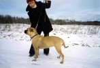 ка де бо, перро дого майоркин, кадебо - Паула Фиджи Майорка, Калининград, Россия.
Владелец: Ирина Косенкова, прислано владельцем ка де бо, перро дого майоркин, кадебо - Паула Фиджи Майорка, Калининград, Россия.
Владелец: Ирина Косенкова, прислано владельцем