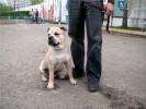 ca de bou, cadebou, perro dogo mallorquin - Tamariks de la Kruz. Sourse: cadebou.borda.ru ca de bou, cadebou, perro dogo mallorquin - Tamariks de la Kruz. Sourse: cadebou.borda.ru