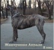 кадебо, ка де бо, перро дого майоркин - Коллекция Золотой Лисы Жемчужина Апреля кадебо, ка де бо, перро дого майоркин - Коллекция Золотой Лисы Жемчужина Апреля