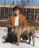 кадебо, перро дого майоркин, ка де бо - Dona del Gor Blau. Источник: журнал Друг 1998 кадебо, перро дого майоркин, ка де бо - Dona del Gor Blau. Источник: журнал Друг 1998
