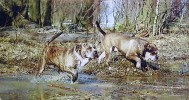 кадебо, перро дого майоркин, ка де бо - Касторс Хаус Кастро II с Думбо дель Гор Блау. Источник: журнал Друг 1998 кадебо, перро дого майоркин, ка де бо - Касторс Хаус Кастро II с Думбо дель Гор Блау. Источник: журнал Друг 1998