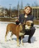 кадебо, перро дого майоркин, ка де бо - Кастор'с Хаус Вонга. Источник: журнал Друг 1998 кадебо, перро дого майоркин, ка де бо - Кастор'с Хаус Вонга. Источник: журнал Друг 1998
