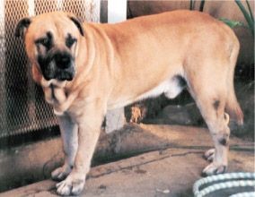 ,   ,    - Chimo

: http://noscanecorso.chez-alice.fr