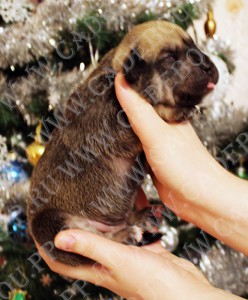 �� �� ��, ����� ���� ��������, ������ - �������, 2 ��������. 1-� ����������