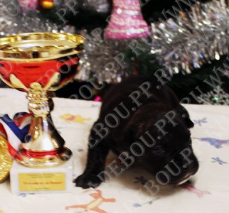 ������, �� �� ��, ����� ���� �������� - ��������, 2 ������. 1-� ����������