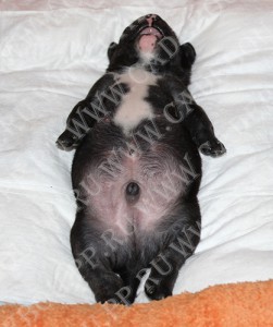 ����� ���� ��������, �� �� ��, ������ - ����, 17 ����