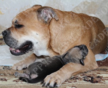 �� �� ��, ������, ����� ���� �������� - ���� � �����, 17 ����