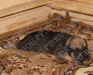 ка де бо, кадебо, перро дого майоркин - Сладкий малыш - Бука, 18 дней ка де бо, кадебо, перро дого майоркин - Сладкий малыш - Бука, 18 дней