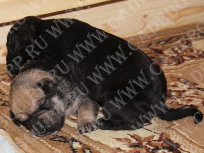 ка де бо, перро дого майоркин, кадебо - 2 братика, Боля и Бука (18 дней) ка де бо, перро дого майоркин, кадебо - 2 братика, Боля и Бука (18 дней)