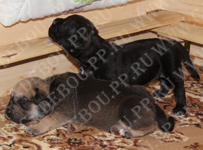 перро дого майоркин, ка де бо, кадебо - Братик и сестренка, Бука и Донна (18 дней) перро дого майоркин, ка де бо, кадебо - Братик и сестренка, Бука и Донна (18 дней)