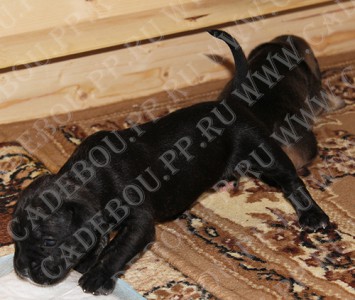 ������, ����� ���� ��������, �� �� �� - ����� � ����, 18 ����