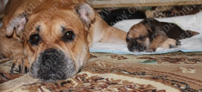 кадебо, ка де бо, перро дого майоркин - Саби спит сладко у мамы на лапке, 19 дней кадебо, ка де бо, перро дого майоркин - Саби спит сладко у мамы на лапке, 19 дней