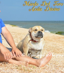 ����� ���� ��������, �� �� ��, ������ - ��������� �� ������ ��������, ���� ���� 2013. ��. ������ ����� � ������