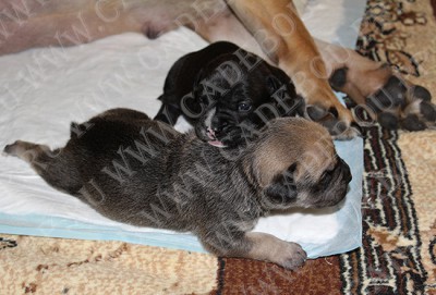 ������, �� �� ��, ����� ���� �������� - ���� � ���� - �������, 15 ����