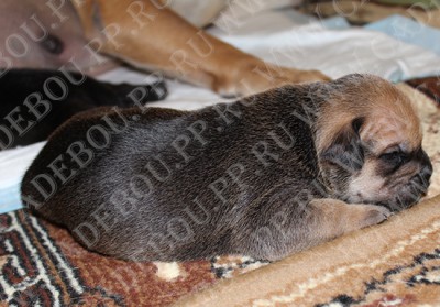 ка де бо, перро дого майоркин, кадебо - Сабусик, 15 дней ка де бо, перро дого майоркин, кадебо - Сабусик, 15 дней