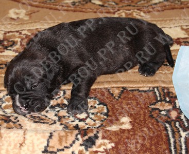 �� �� ��, ������, ����� ���� �������� - ����������, 17 ����