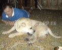 кадебо, ка де бо, перро дого майоркин - Джесси с папой, конец декабря 2009 (8,5 месяцев). Фото: Савичева Мария кадебо, ка де бо, перро дого майоркин - Джесси с папой, конец декабря 2009 (8,5 месяцев). Фото: Савичева Мария