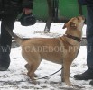кадебо, перро дого майоркин, ка де бо - Мьедо Дель Торо Анабелла Бельвер, 7 ноября 2009. 7 месяцев. кадебо, перро дого майоркин, ка де бо - Мьедо Дель Торо Анабелла Бельвер, 7 ноября 2009. 7 месяцев.