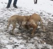 кадебо, перро дого майоркин, ка де бо - Алиси и Белла, встреча двух сестер в осенней грязи. 7 ноября 2009 кадебо, перро дого майоркин, ка де бо - Алиси и Белла, встреча двух сестер в осенней грязи. 7 ноября 2009