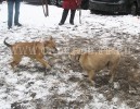 кадебо, перро дого майоркин, ка де бо - Алиси и Белла, встреча двух сестер в осенней грязи. 7 ноября 2009 кадебо, перро дого майоркин, ка де бо - Алиси и Белла, встреча двух сестер в осенней грязи. 7 ноября 2009
