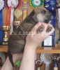 перро дого майоркин, кадебо, ка де бо - Мьедо Дель Торо Арвен Куэрдо, 3 недели перро дого майоркин, кадебо, ка де бо - Мьедо Дель Торо Арвен Куэрдо, 3 недели