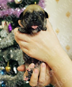 ка де бо, перро дого майоркин, кадебо - Букетик, 2 недельки. 1-я фотосессия. ка де бо, перро дого майоркин, кадебо - Букетик, 2 недельки. 1-я фотосессия.